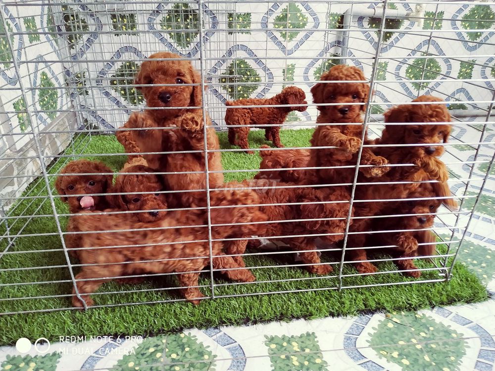 0934332433 - ĐÀN POODLE ( thuần chủng nâu đỏ)