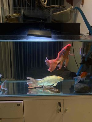 cá koi size khủng u40cm vây dài giá rẻ. Mua bán Thú cưng khác tại Thành phố Thủ Đức Tp Hồ Chí Minh được đăng bởi Châu Phúc 