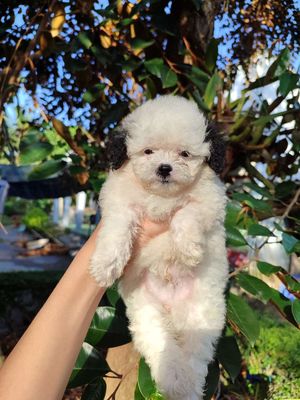 Chó Poodle bò sữa đực