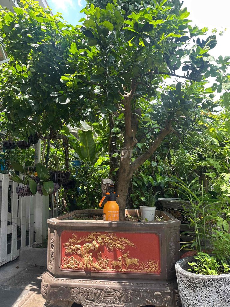 Cây bưởi trang trí nhà cửa 1x1m. Mua bán Cây cảnh, đồ trang trí tại Huyện Bình Chánh Tp Hồ Chí Minh được đăng bởi Vũ văn quyền hình 1