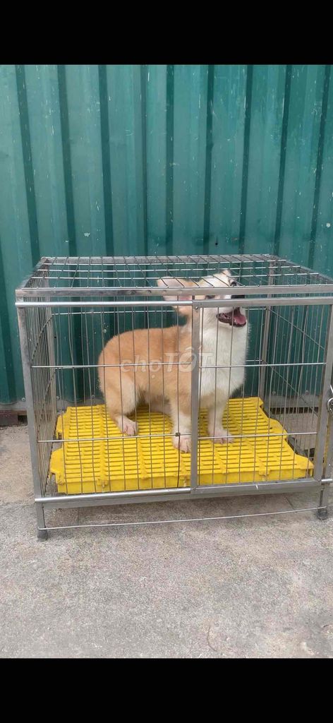 Chó Corgi đực. Mua bán Chó tại Huyện Thường Tín Hà Nội được đăng bởi Tùng Tín hình 1