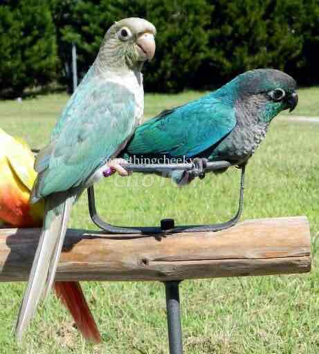 Chim Greencheek blu Xanh. Mua bán Chim tại Thị xã Gò Công Tiền Giang được đăng bởi Huỳnh Phong hình 1