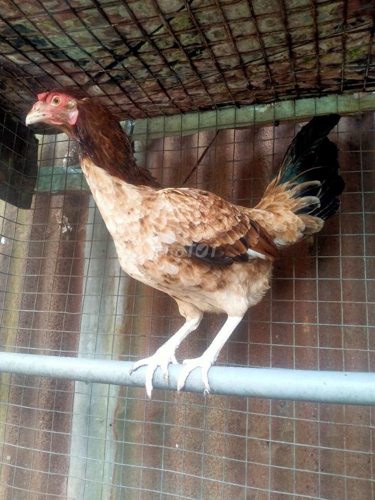 Gà Nòi Siêu Mỹ 2kg Đang đẻ. Mua bán Gà tại Huyện Hóc Môn Tp Hồ Chí Minh được đăng bởi Tý hình 1