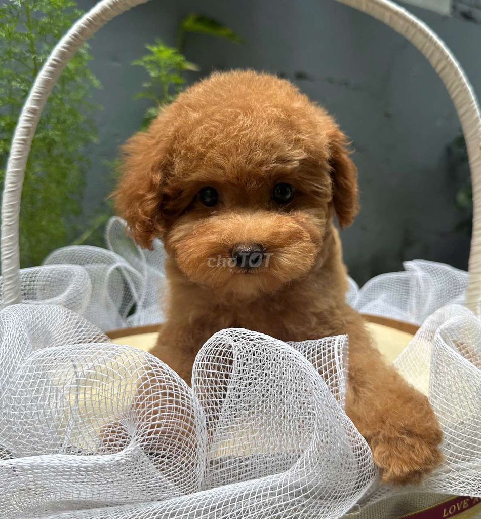 Chó poodle vàng mơ nhà sinh sản