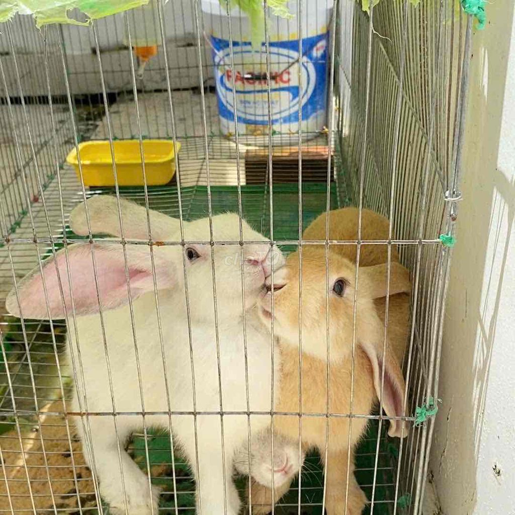 Thỏ thịt 3kg Trắng Nâu Xám. Mua bán Thú cưng khác tại Quận 8 Tp Hồ Chí Minh được đăng bởi long hình 1