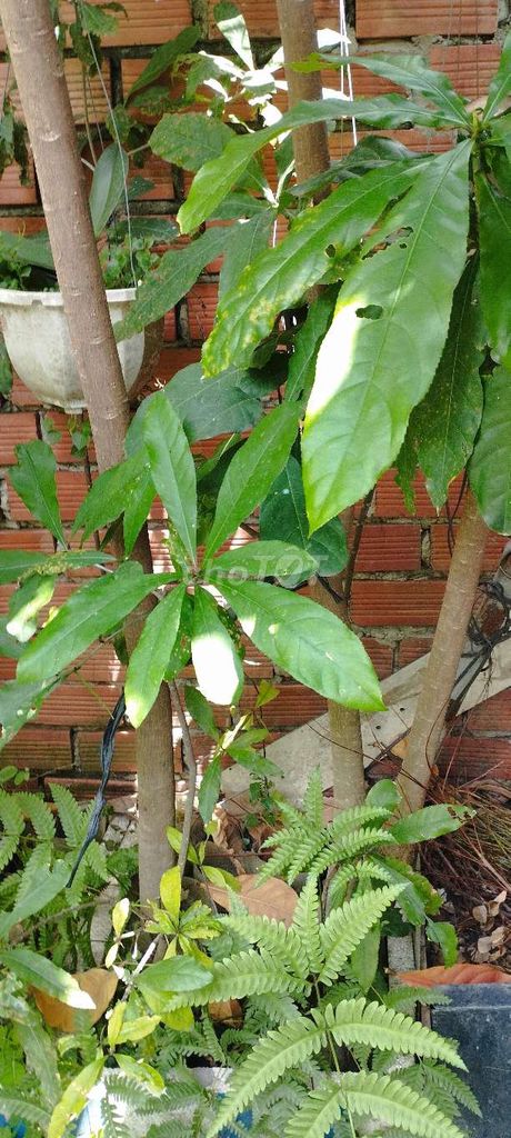 Cây lộc vừng xanh lá, bông đỏ trang trí. Mua bán Cây cảnh, đồ trang trí tại Huyện Hóc Môn Tp Hồ Chí Minh được đăng bởi Q Tuấn hình 1
