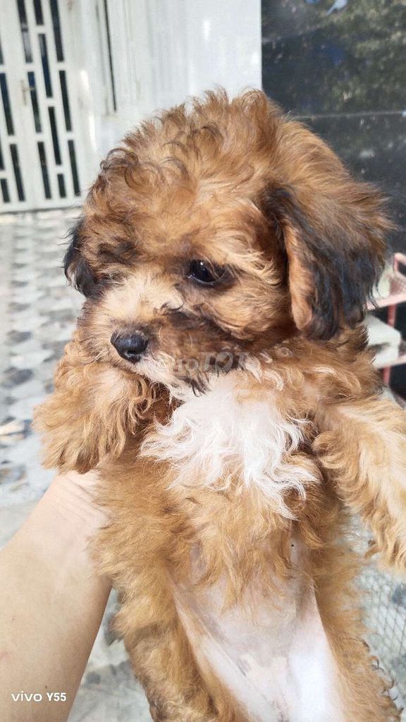 Chó Poodle 3 tháng tuổi. Mua bán Chó tại Thành phố Dĩ An Bình Dương được đăng bởi Hung Nguyen hình 1