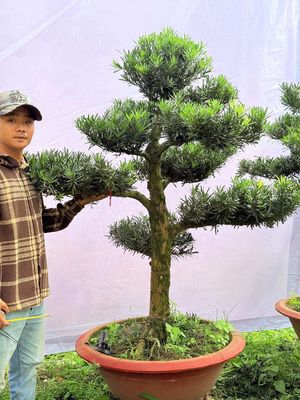 Cặp trực đều nhau cao 1m5 , vanh 38. Mua bán Cây cảnh, đồ trang trí tại Huyện Củ Chi Tp Hồ Chí Minh được đăng bởi Vạn Tùng Viên