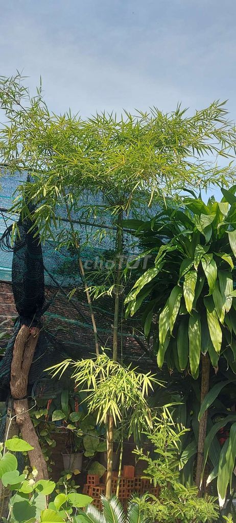 Cây trúc xanh, siêu đẹp ah. Mua bán Cây cảnh, đồ trang trí tại Quận Gò Vấp Tp Hồ Chí Minh được đăng bởi Tô Kem  hình 1