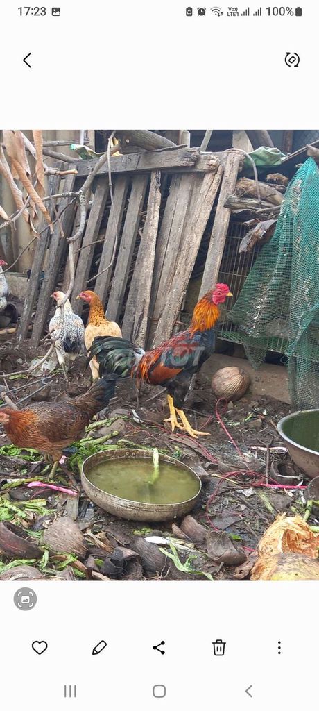 Gà Tre lai Cuban đực 6 tháng 1.3kg-1.4kg. Mua bán Gà tại Quận 7 Tp Hồ Chí Minh được đăng bởi  Hoàng Hải Nguyên  hình 1