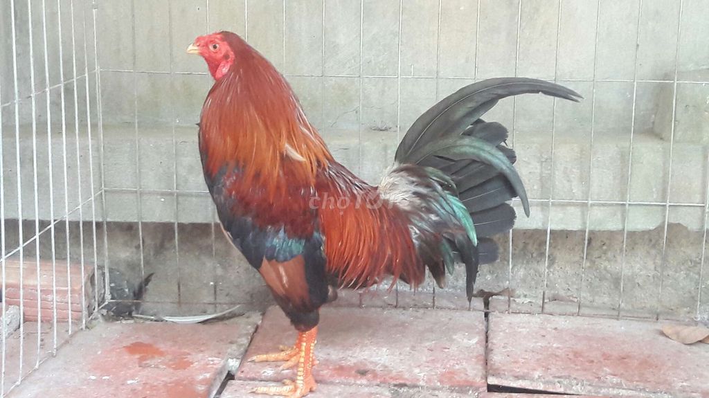 Tre 1,4kgam. Mua bán Gà tại Huyện Long Hồ Vĩnh Long được đăng bởi BA KHOA hình 1