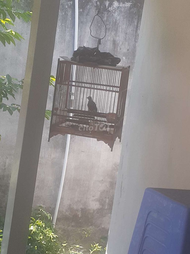 Quành quạch trắng .bỏi tuyển .cám cứng ngắt. Mua bán Chim tại Huyện Củ Chi Tp Hồ Chí Minh được đăng bởi Tintin Tin hình 1