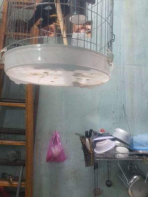Nói nhiều. Mua bán Chim tại Quận Tân Phú Tp Hồ Chí Minh được đăng bởi Thiện cảnh betta