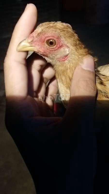 Gà Mái tre Bắc cái 4 tháng. Mua bán Gà tại Huyện Thới Lai Cần Thơ được đăng bởi Cáo hình 1