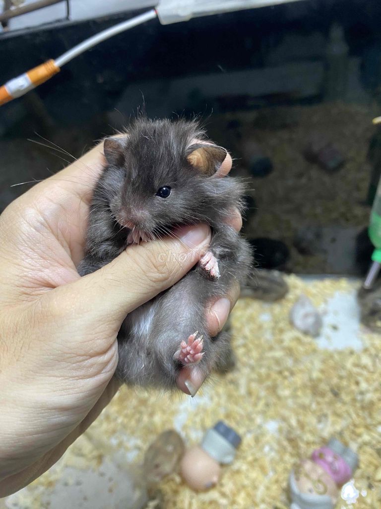 HAMSTER Bear Lông Xù