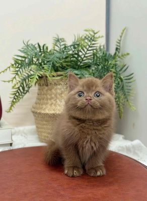 cinnamon xinh iu