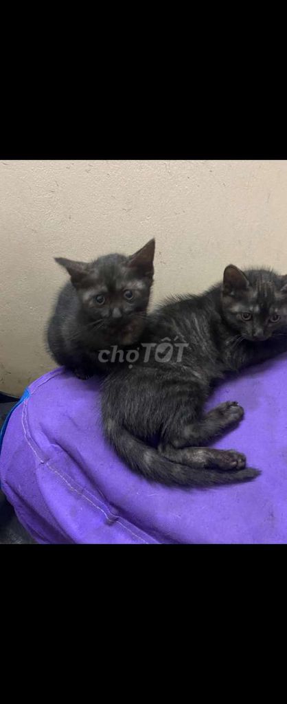 📢 BÁN MÈO CON SIÊU DỄ THƯƠNG 🐱. Mua bán Mèo tại Quận Đống Đa Hà Nội được đăng bởi Lê Thu Hương hình 4