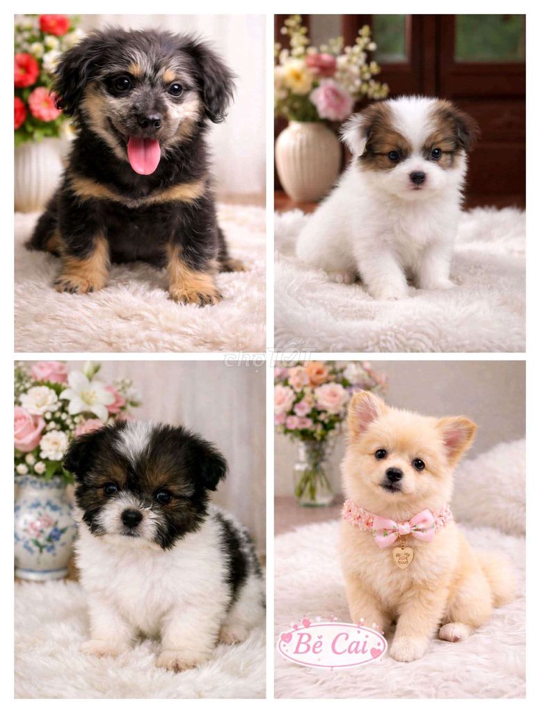 Chó Poodle. Mua bán Chó tại Huyện Chơn Thành Bình Phước được đăng bởi Cam Gjang Huynh hình 1