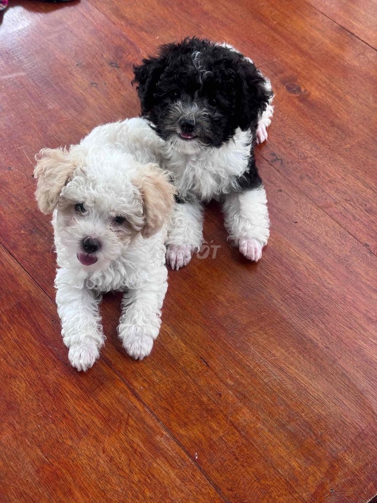 Chó Poodle Tiny Cái Đực đã tiêm. Mua bán Chó tại Huyện Tam Nông Đồng Tháp được đăng bởi Nguyễn Lập hình 1