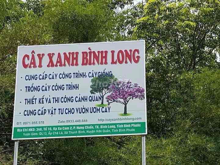 Chăm Sóc Cây Kiểng Tại Thanh Bình