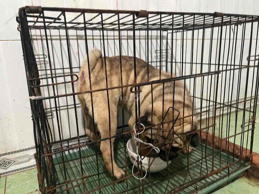 Chó Pug pháp trưởng thành. Mua bán Chó tại Huyện Bình Chánh Tp Hồ Chí Minh được đăng bởi Duong tu linh hình 1
