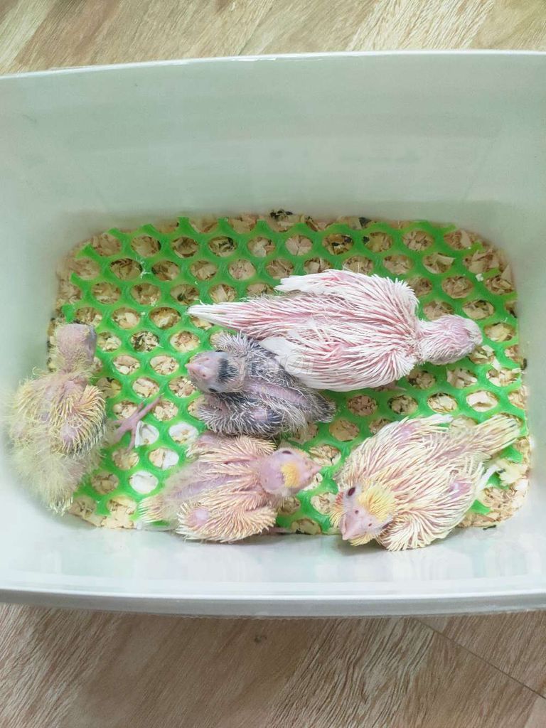Chim Vẹt Cockatiel non nhiều màu. Mua bán Chim tại Quận Hai Bà Trưng Hà Nội được đăng bởi Shop chim cảnh hình 1
