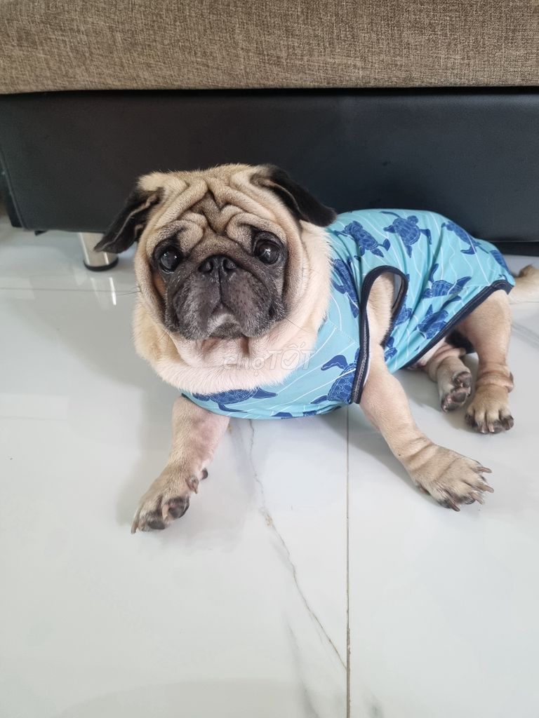 Tìm nhà mới cho bé cún. Mua bán Chó tại Thị xã Bến Cát Bình Dương được đăng bởi Nguyễn xuân diệu hình 2