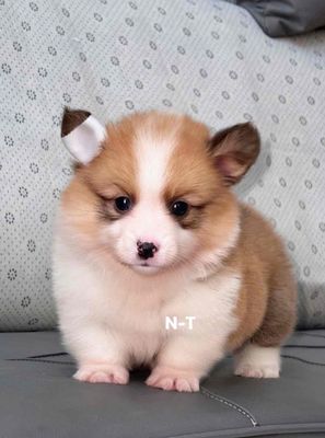 Chó Corgi mông to