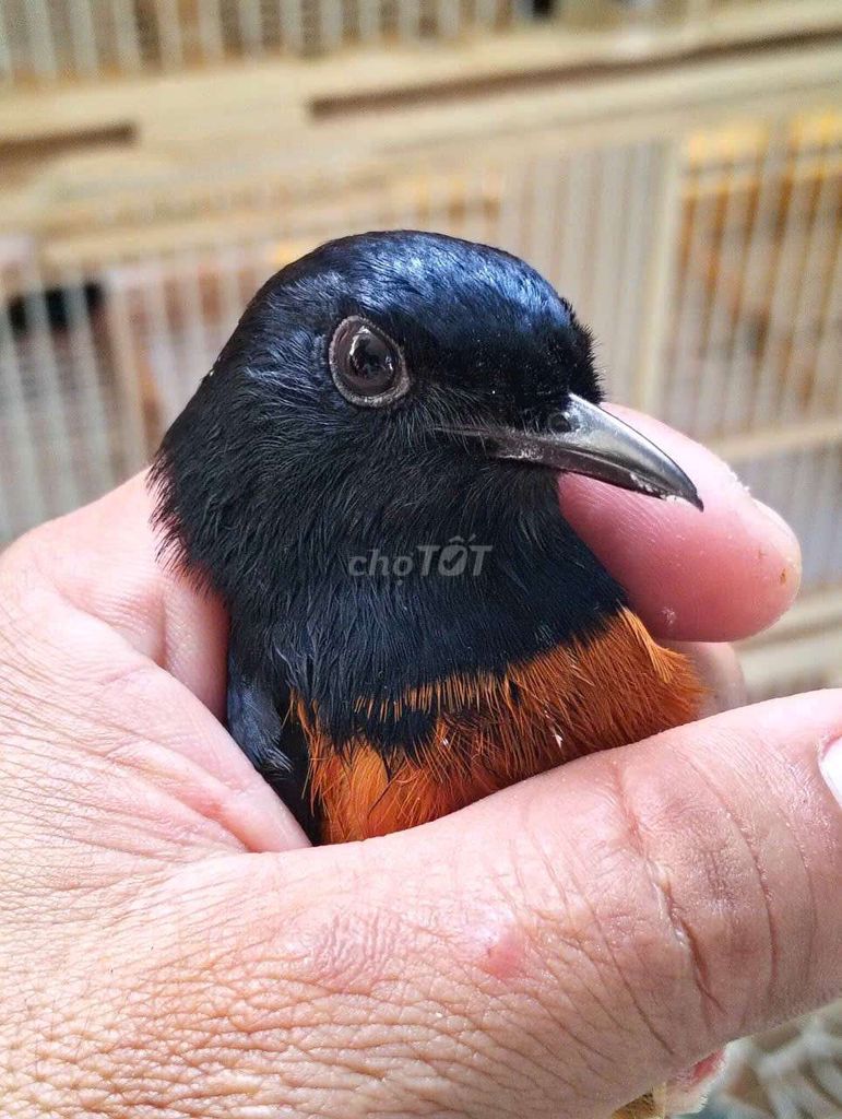 Chim Than lửa tại khu liên chiểu xuân thiều. Mua bán Chim tại Quận Liên Chiểu Đà Nẵng được đăng bởi Khang anh hình 1