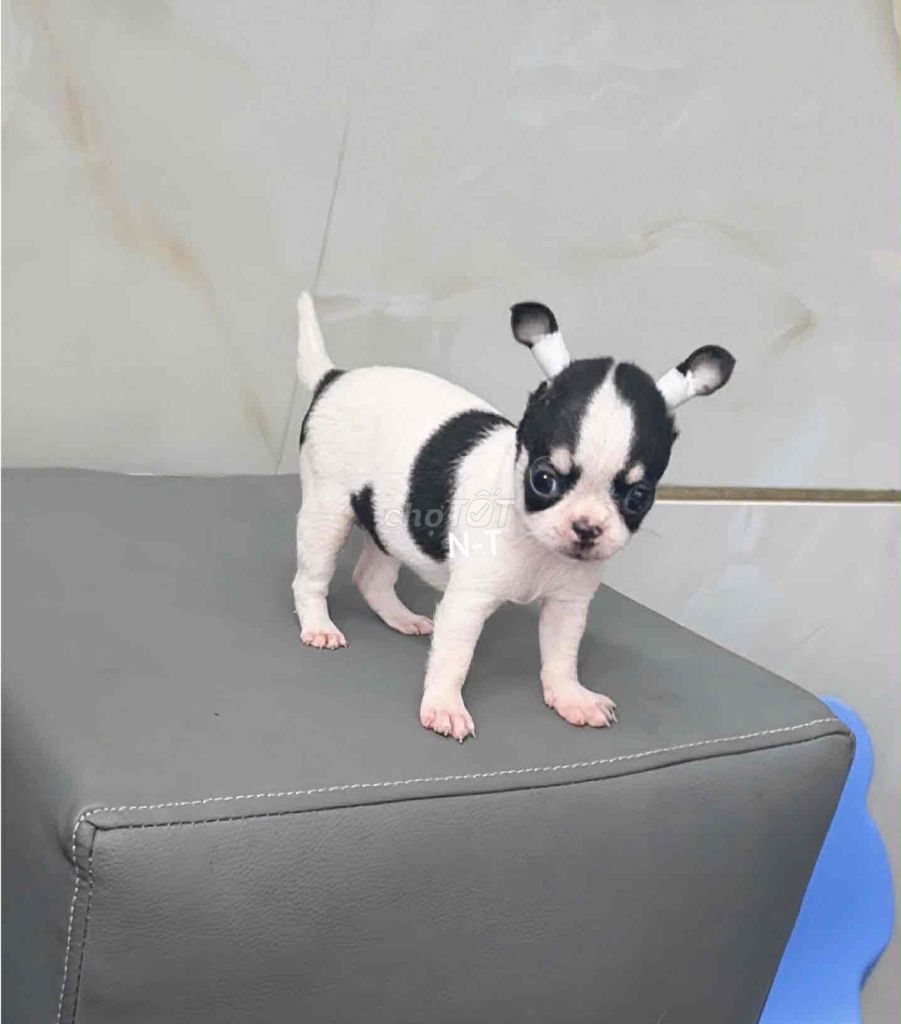 Chó Chihuahua bò sữa đã tiêm. Mua bán Chó tại Quận Bình Tân Tp Hồ Chí Minh được đăng bởi Trang  hình 1