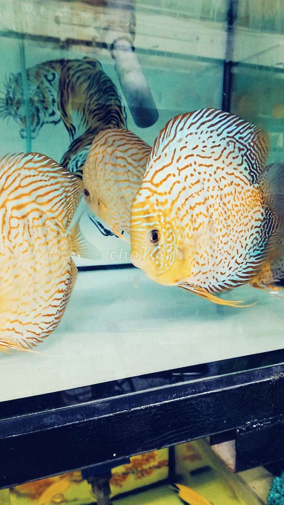 Cá dĩa beo xanh . Mua bán Thú cưng khác tại Quận Tân Bình Tp Hồ Chí Minh được đăng bởi Nguyen Thị Tú Anj hình 1