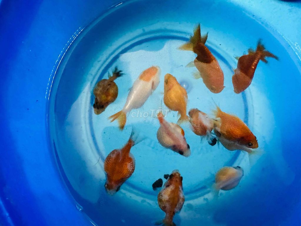Cá Ping Pong-20k/con ngón cái. Mua bán Thú cưng khác tại Quận 12 Tp Hồ Chí Minh được đăng bởi Cá Cảnh Sài Gòn Giá Sĩ  hình 2