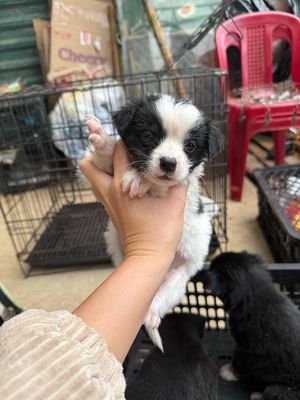 cần bán. Mua bán Chó tại Thành phố Đà Lạt Lâm Đồng được đăng bởi AiThuong PET SHOP