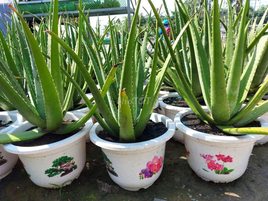Cây giống Nha đam Mỹ bẹ to. Mua bán Cây cảnh, đồ trang trí tại Huyện Châu Thành A Hậu Giang được đăng bởi Nha đam giống mỹ hình 1