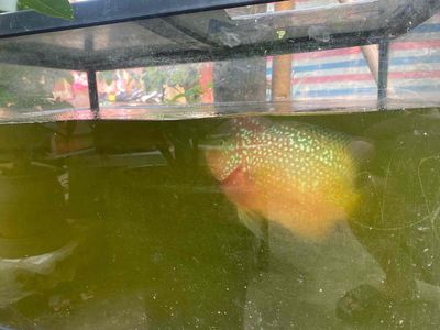 Cá La Hán To bàn tay Khỏe mạnh