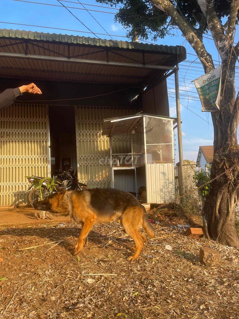 Cần bán gấp em Becgie. Mua bán Chó tại Huyện Đắk R'Lấp Đắk Nông được đăng bởi Nguyễn Toàn hình 1