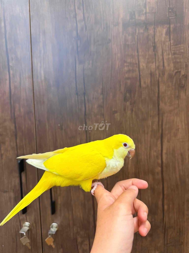 Vẹt Vàng Nói giỏi. Mua bán Chim tại Quận 5 Tp Hồ Chí Minh được đăng bởi trần kim hằng hình 1