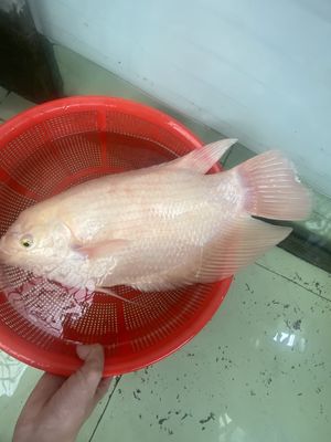 Cá Phát Tài Size 50 khu vực TPHCM. Mua bán Thú cưng khác tại Quận 12 Tp Hồ Chí Minh được đăng bởi Hoàng Huy Nguyễn