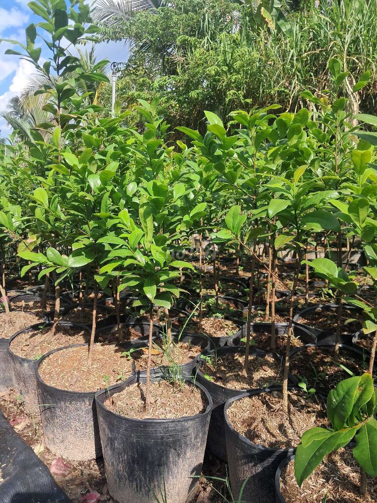 Mai Tứ Quý Sắp Rễ Sẵn Xanh. Mua bán Cây cảnh, đồ trang trí tại Huyện Chợ Gạo Tiền Giang được đăng bởi Nguyen Thanh Nhan hình 1