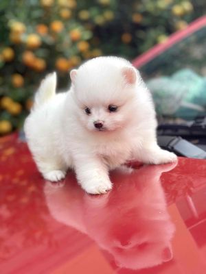 Pom thái mini teacup có giấy tờ