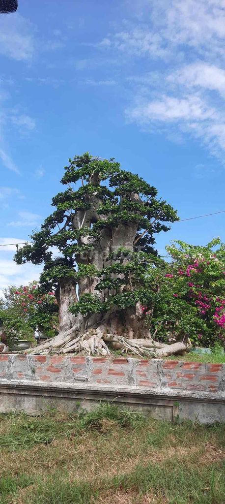 Cây cảnh Hoàng Anh Mộc. Mua bán Cây cảnh, đồ trang trí tại Thành phố Tuy Hòa Phú Yên được đăng bởi Phan tấn đạt  hình 1