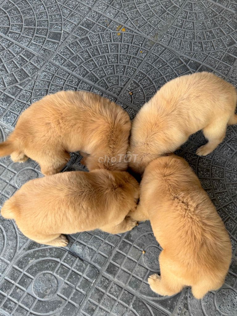 Golden nhà trồng được. Mua bán Chó tại Quận Liên Chiểu Đà Nẵng được đăng bởi dương cảnh hình 1