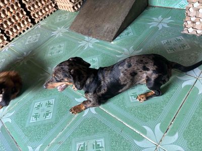 muốn nhượng lại bé lạp xưởng. Mua bán Chó tại Thị xã Tân Uyên Bình Dương được đăng bởi Hoàng Linh