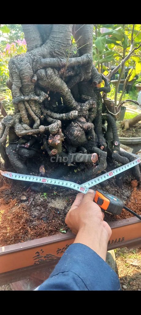 Cây cảnh Khế chua 80cm. Mua bán Cây cảnh, đồ trang trí tại Huyện Hoài Đức Hà Nội được đăng bởi vinh hình 1