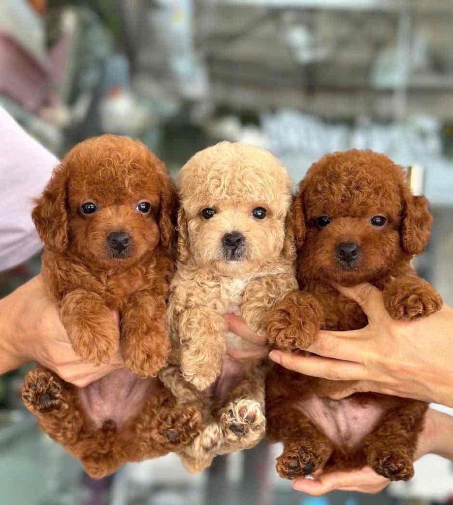 Chó Poodle nhỏ nâu đỏ chó con. Mua bán Chó tại Quận Bình Tân Tp Hồ Chí Minh được đăng bởi Nguyễn Đăng An hình 3