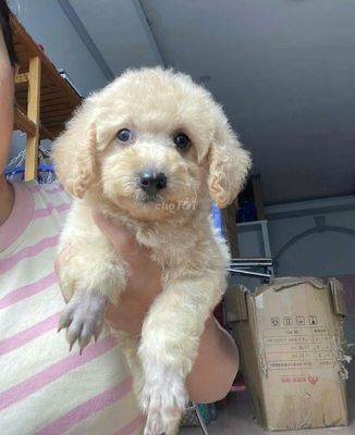 Chó Poodle Vàng kem