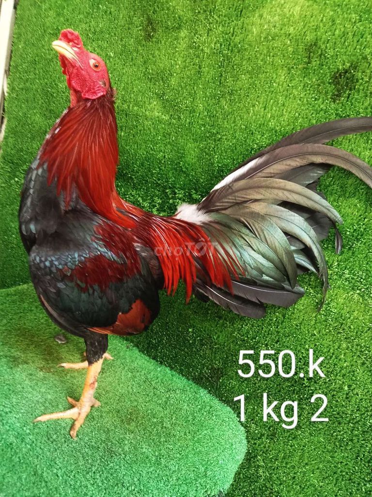 Điều đuôi lao 1 kg 2