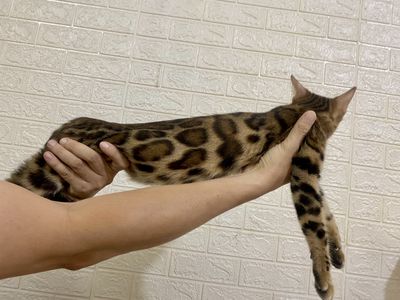 Mèo Bengal Brown  Cái đang bầu