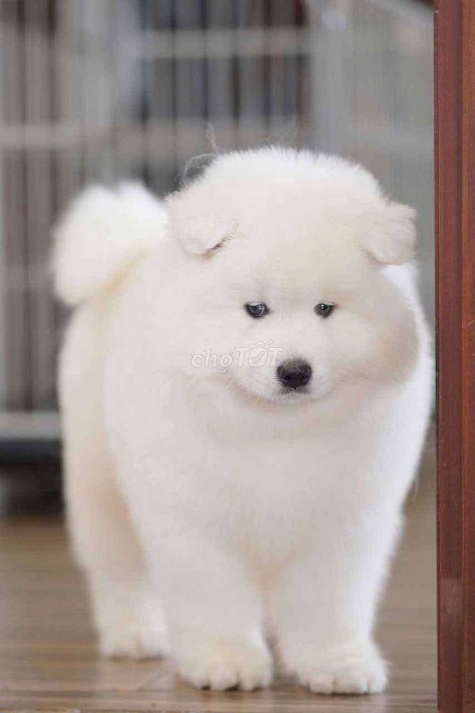 Golden, Alaska, Samoyed