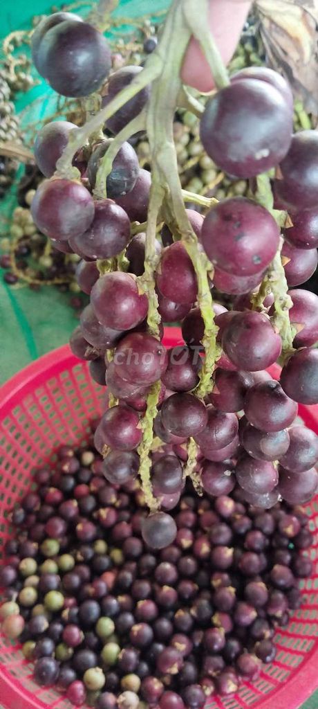 Đủng đỉnh Tím Ngọt thanh. Mua bán Đồ ăn, thực phẩm và các loại khác tại Huyện Trà Ôn Vĩnh Long được đăng bởi Tâm Phạm hình 1